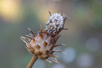 /album/foto-adriano/cimice-carpocoris-mediterraneus-jpg/